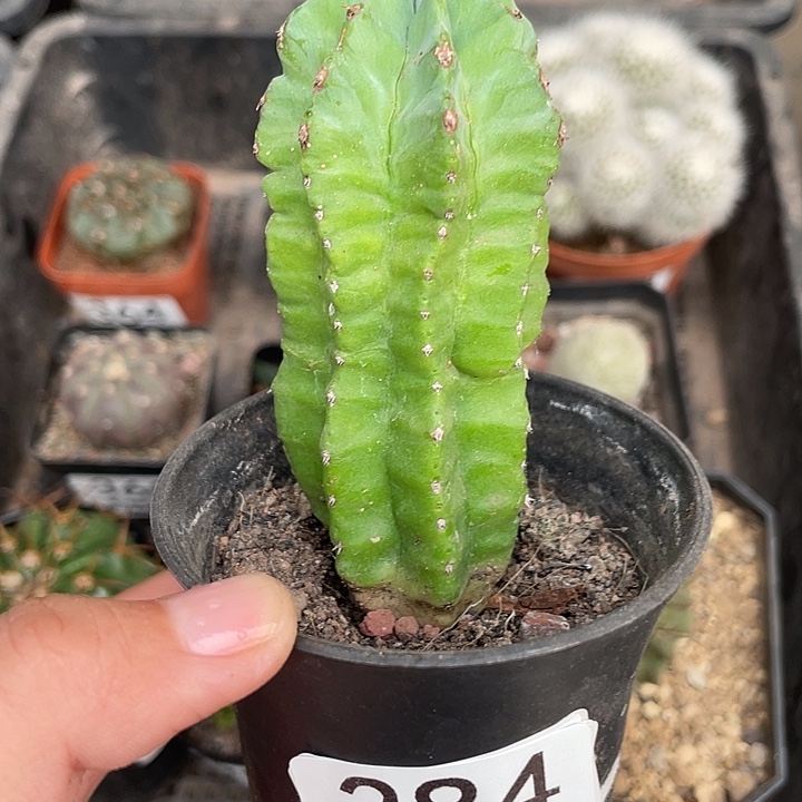 384魁伟玉仙人球植物