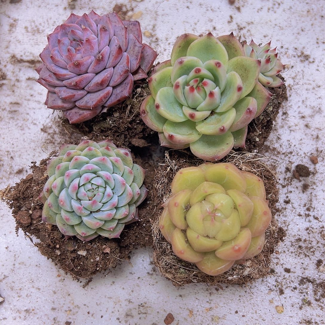 万宝龙组合4盆19包邮