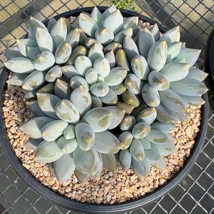 熙***阳多肉植物哥特萝莉