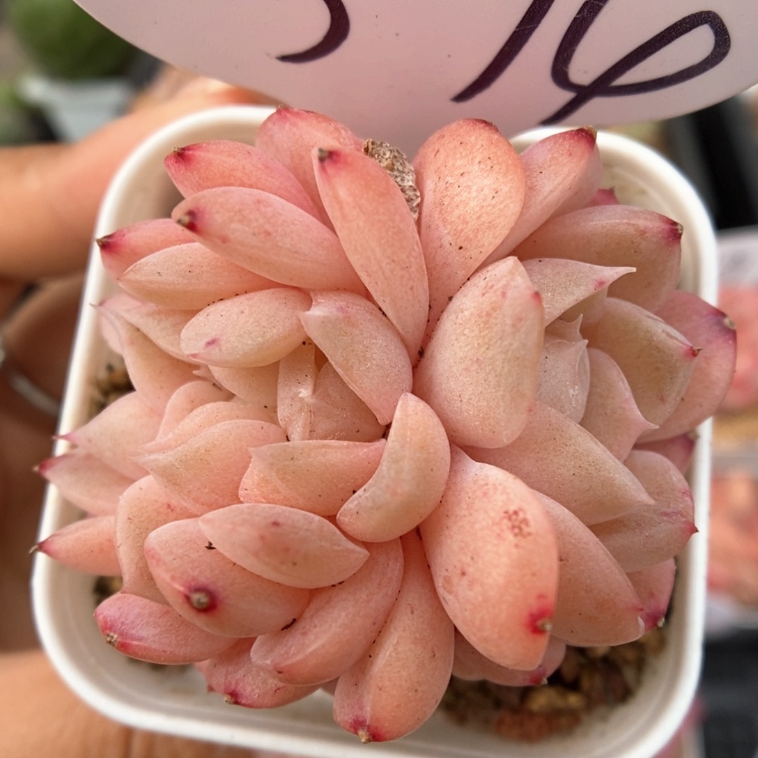 糖心缀化可拍374号。   