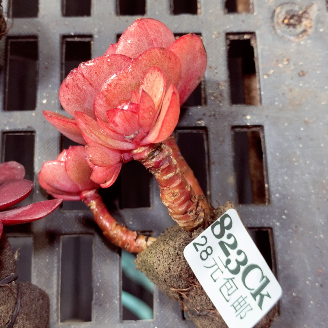 5厘米盆精控多肉823