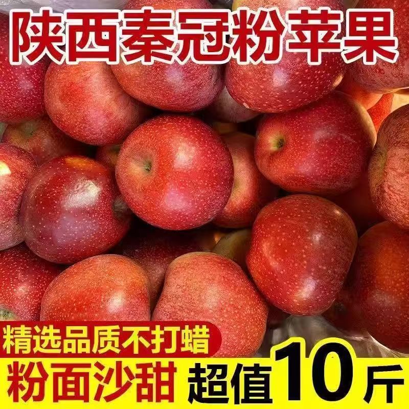 【粉面沙甜】陕西高山秦冠粉面红苹果新鲜水果老人宝宝辅食4.5/9斤