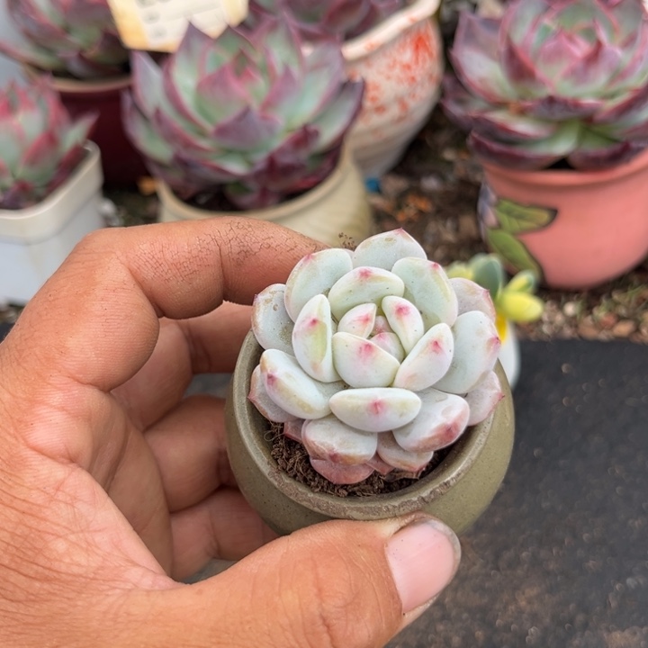 雪橙多肉植物多肉植物