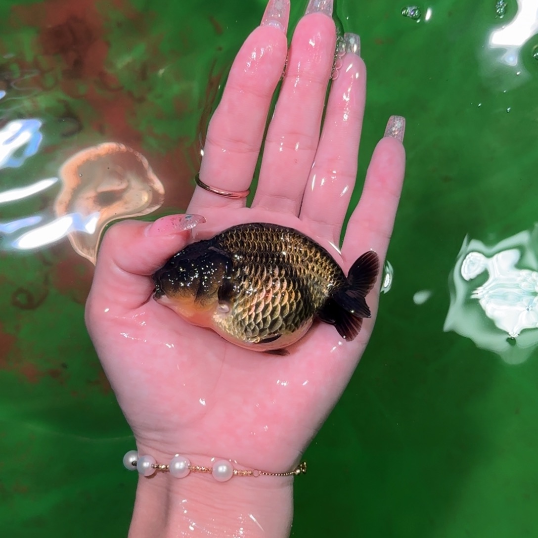 金鱼兰寿兰寿兰寿兰寿