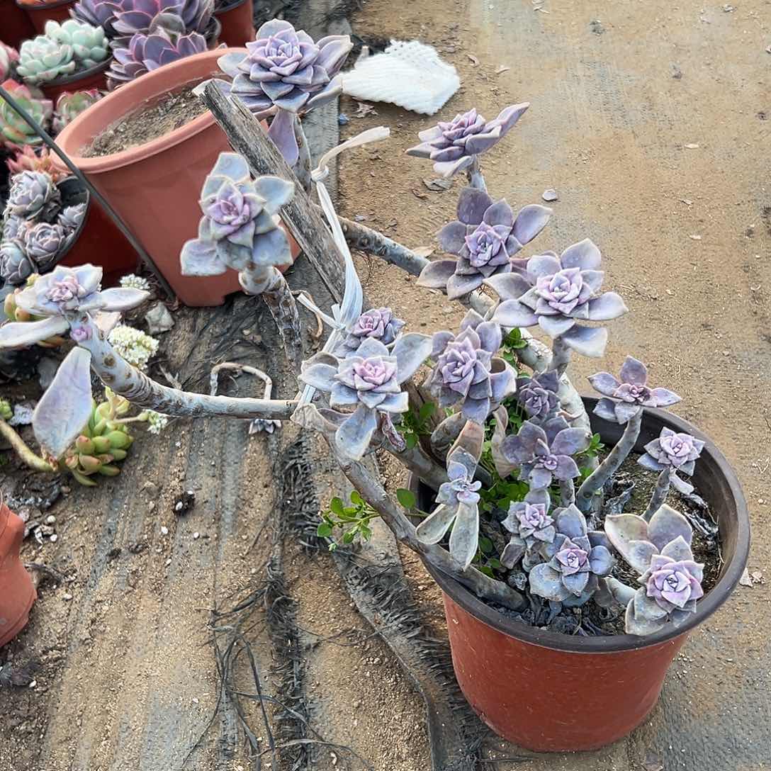 多肉植物多肉植物