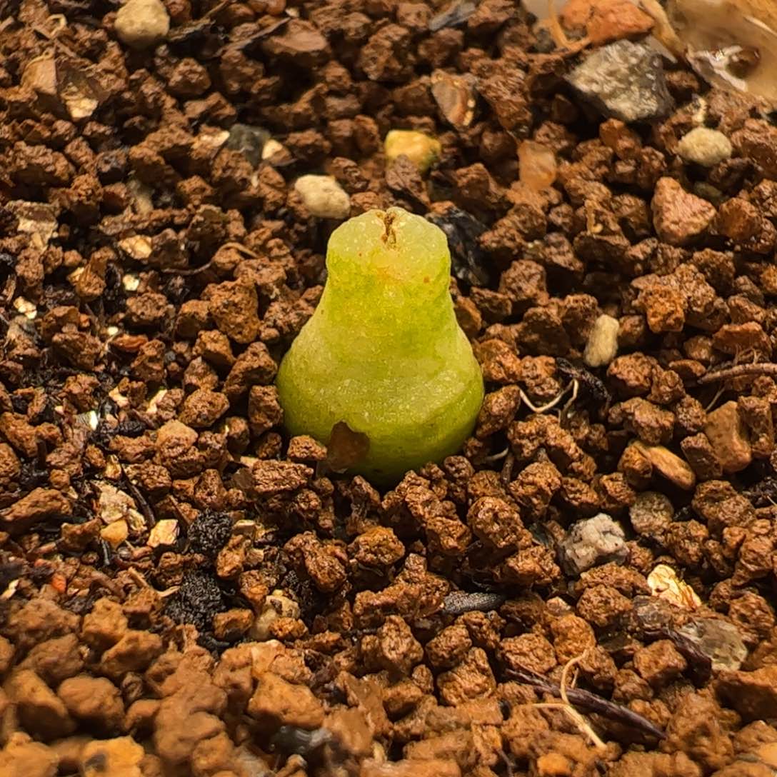 021多肉植物组合
