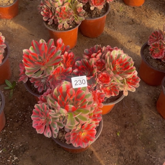 粉女巫3棵10号棚230多肉植物