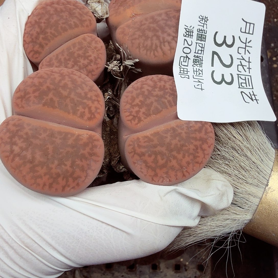 哈哈笑不出话就笑道没话323