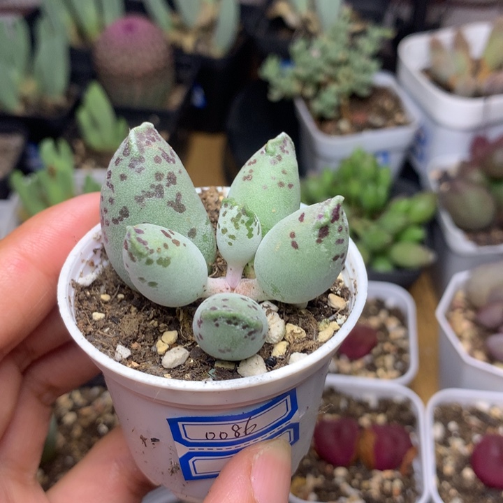 0086 小海豹水泡多肉