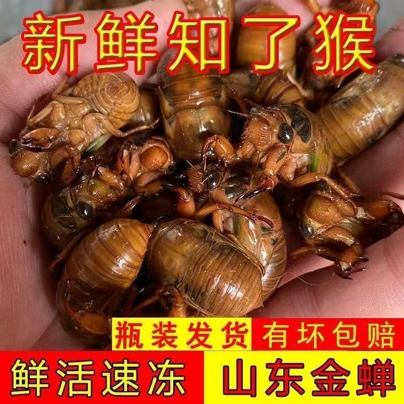 山东新鲜大知了猴包邮活体金蝉爬叉蝉蛹
