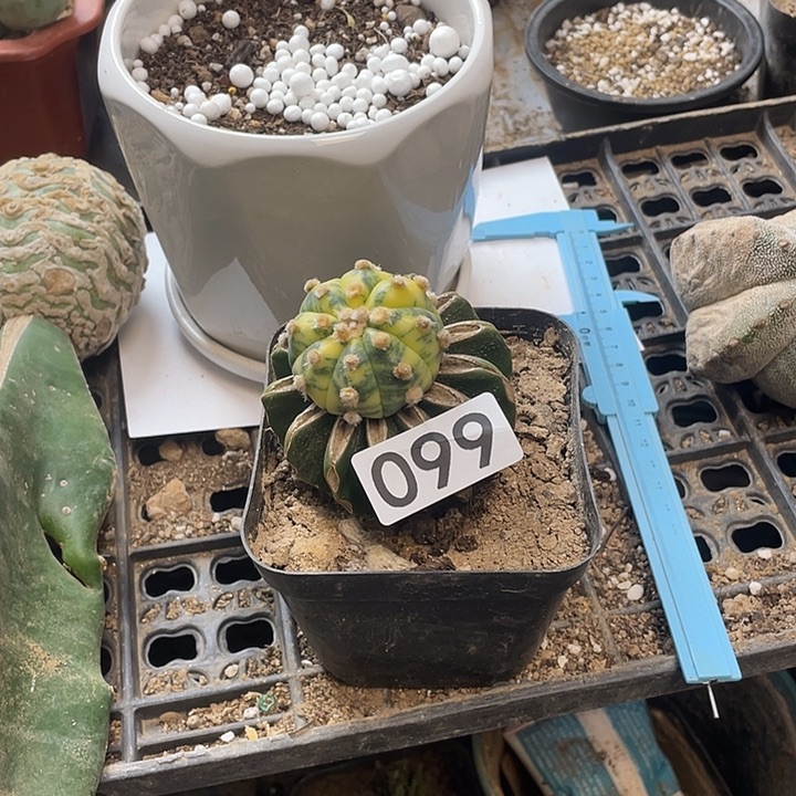 仙人球的99号球兜锦