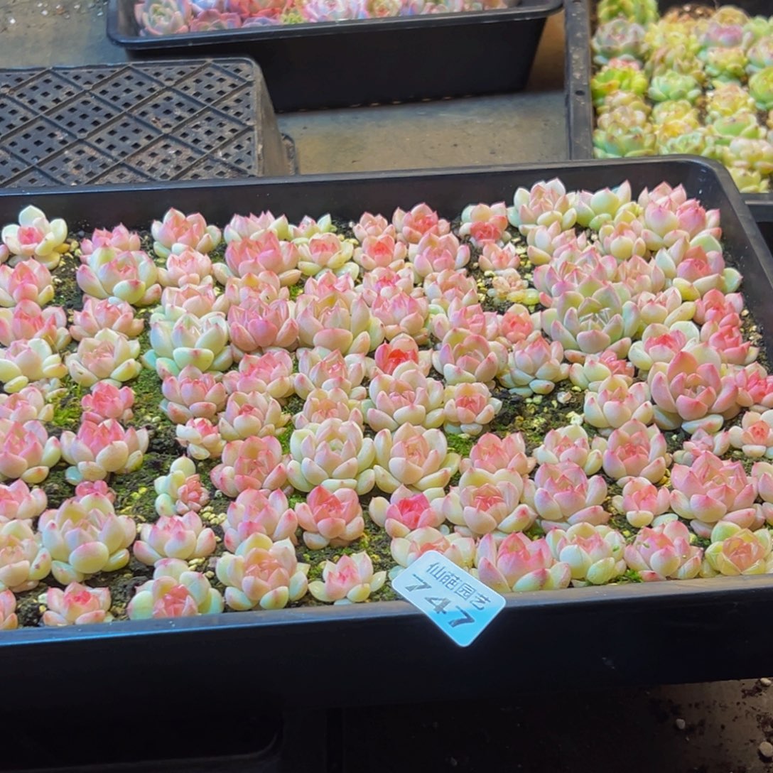 尐****747大热天的一天就过去啦哈哈哈