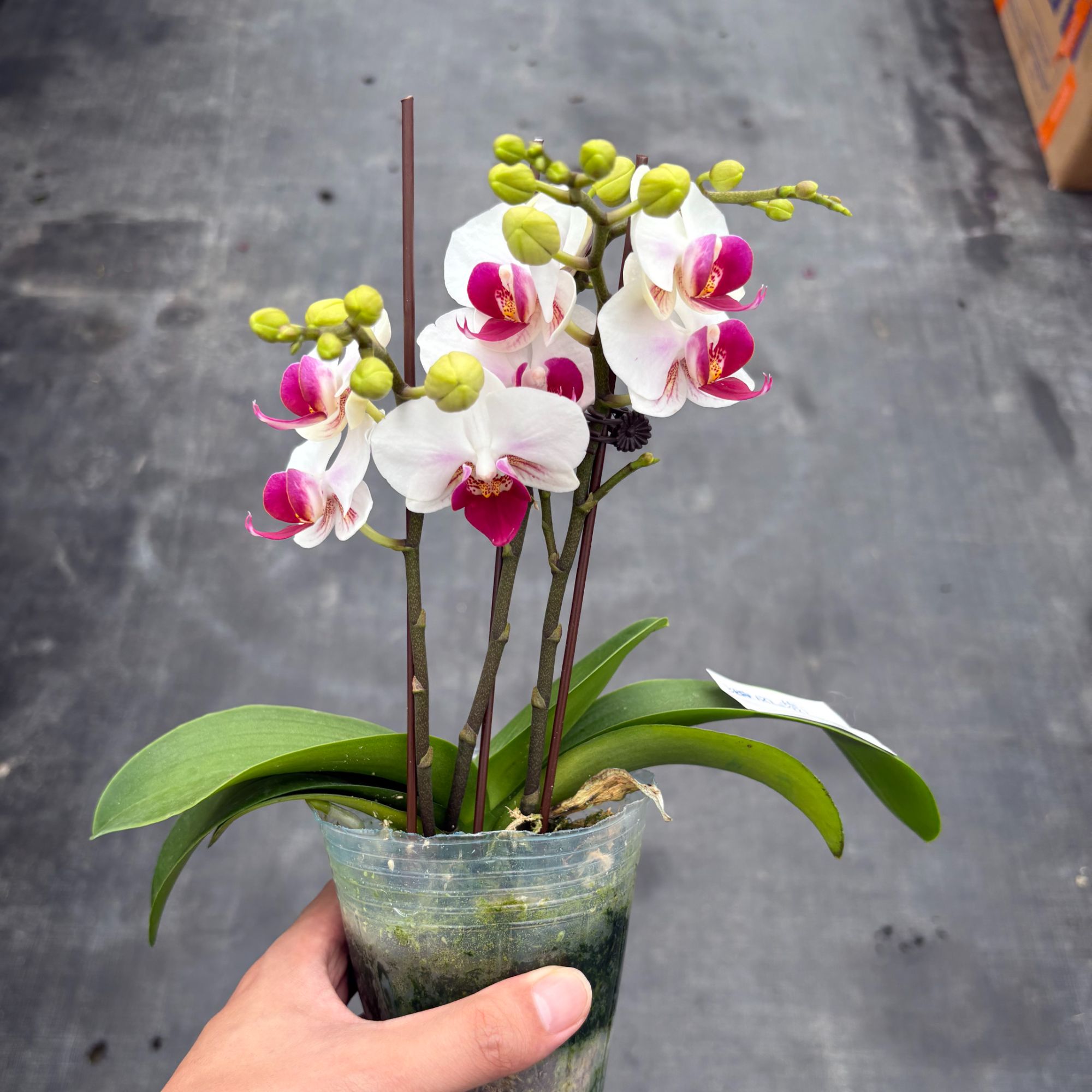 蝴蝶兰精品【避风港】