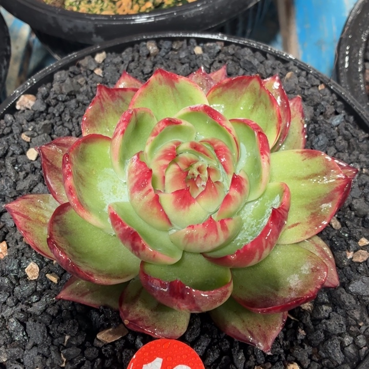 多肉植物惊鸿仙子