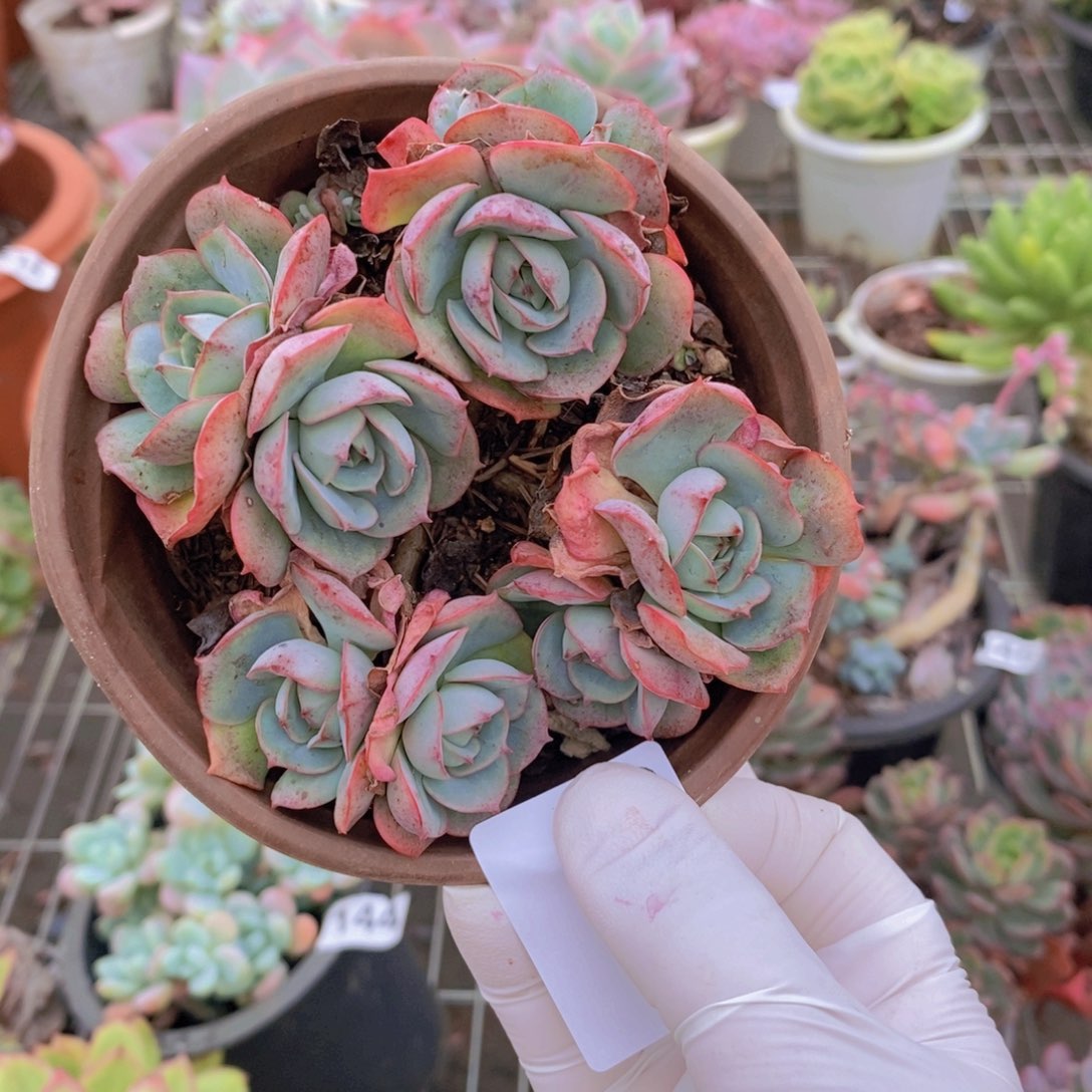 姜***️9373克罗地亚玫瑰一物一拍