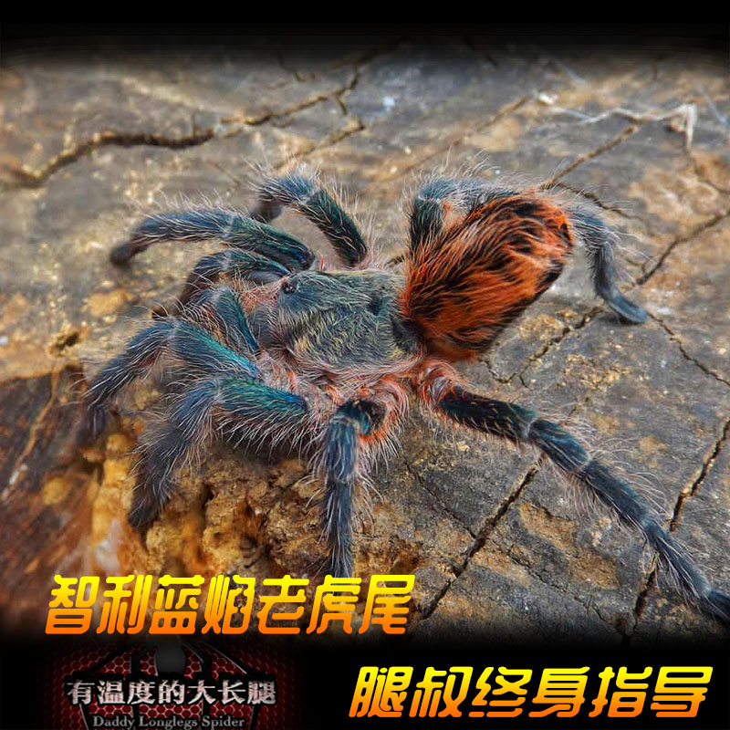 腿叔~智利蓝焰老虎尾Euathlus sp. Tiger small 宠物蜘蛛