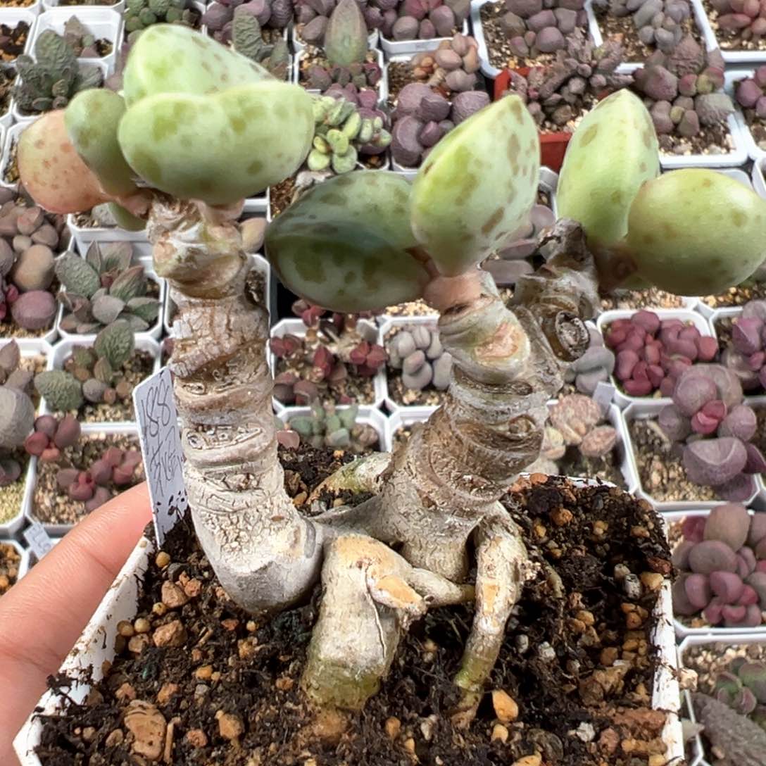 花蛋多头纯木质桩季节性锦多肉
