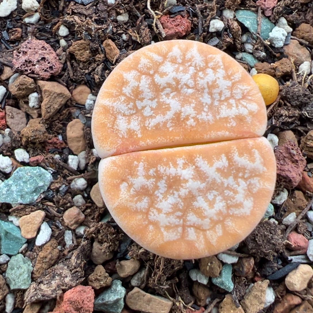 10.1好看的多肉脱土发货393