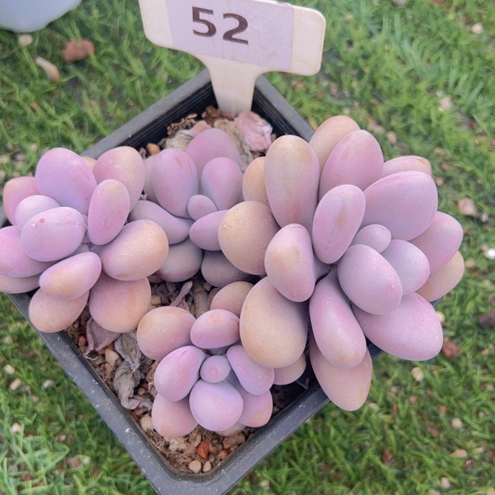 健健康康平平安安