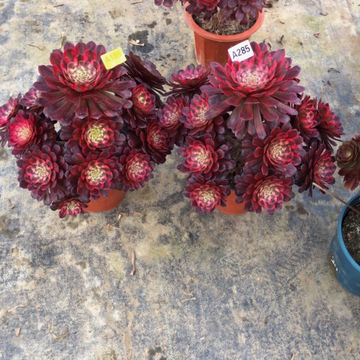 红金钢多肉18628500000000