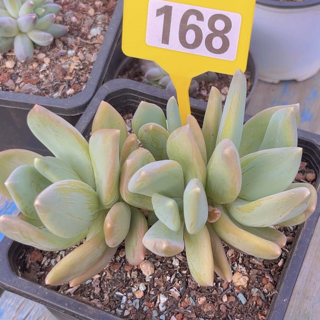 海洋之星多肉168一物一拍