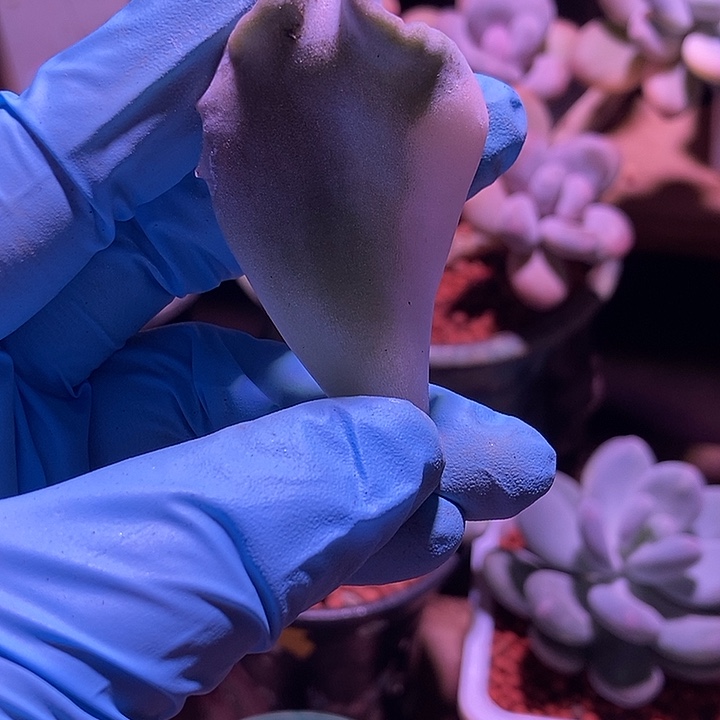 白饺子皮锦多肉植物