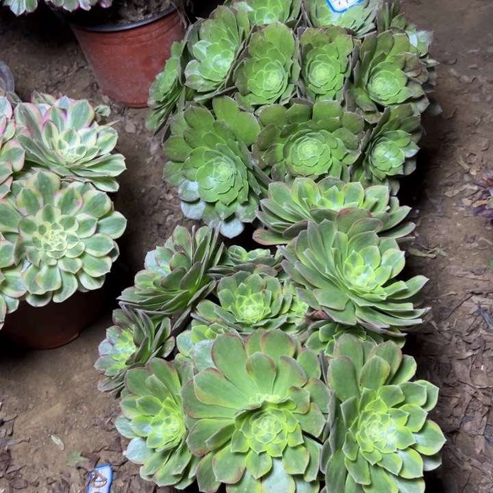 老***人多肉植物两个法师46