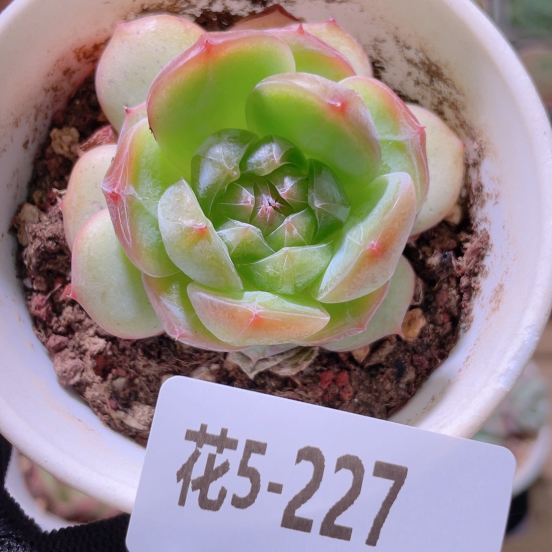 花利美5-227新品 