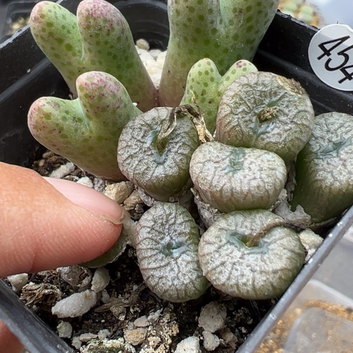 454号这颗多肉有点好看