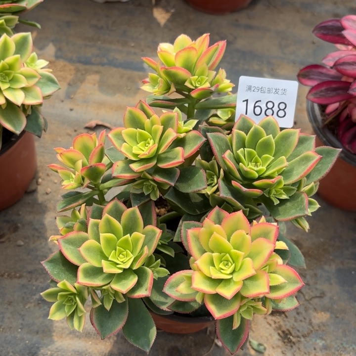 艳日辉多肉处氧化黑斑1688