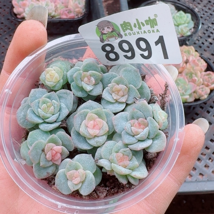多肉植物多肉植物