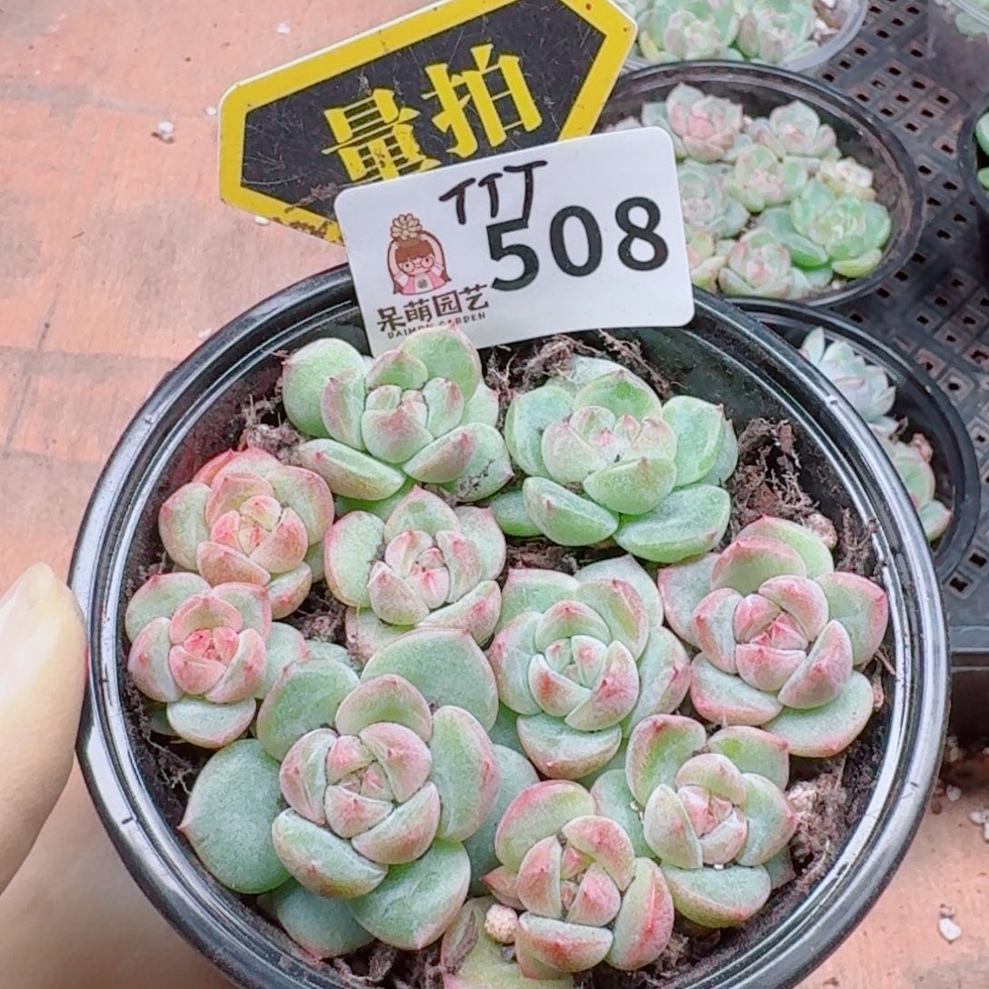 多肉植物多肉植物