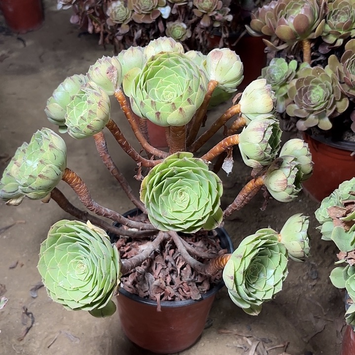 多肉植物万拉丝12