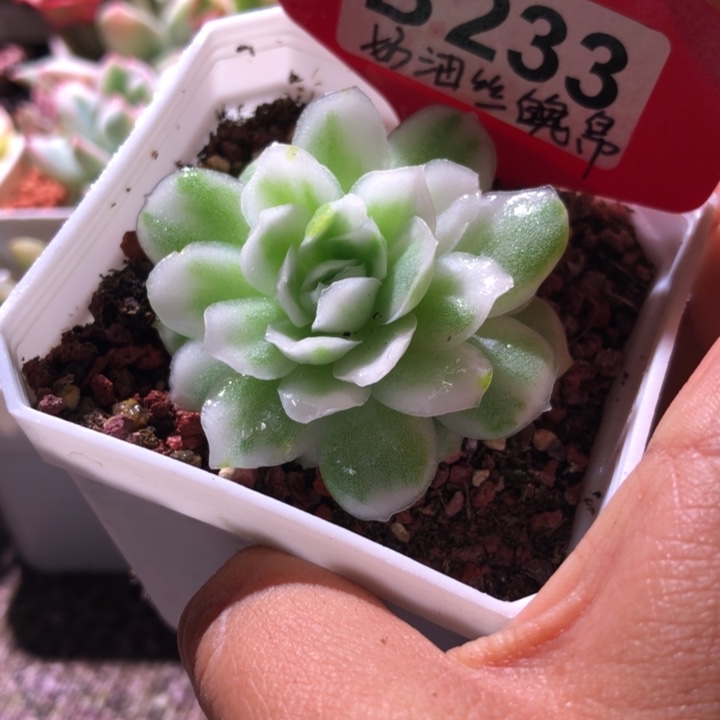 奶油丝帛覆轮锦有根