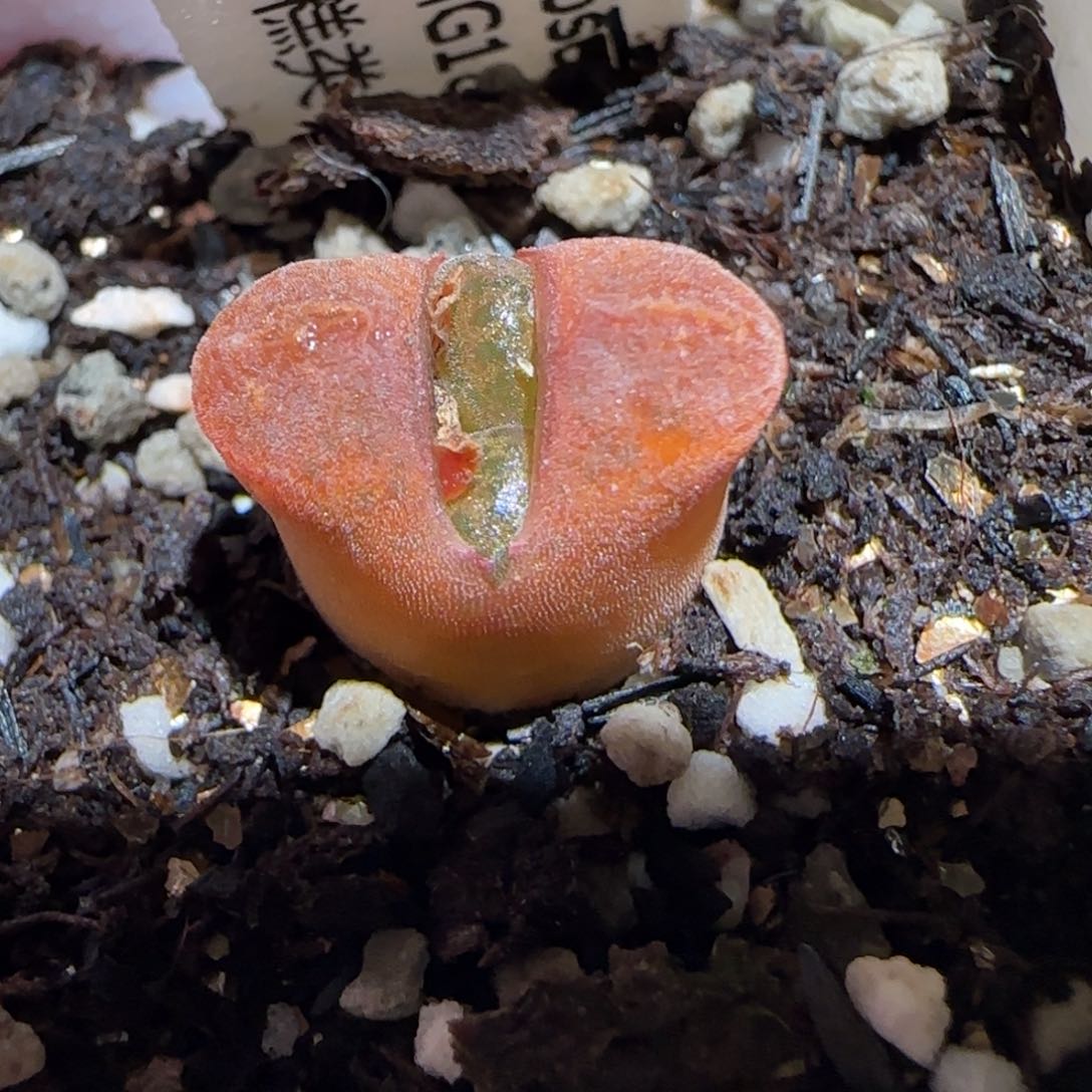 肉锥多肉植物百科25-蛋糕546