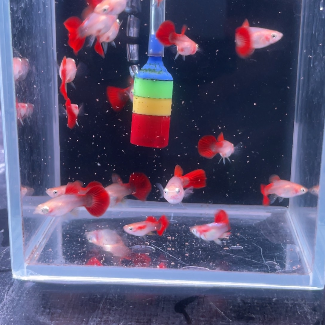 孔雀鱼小黄豹福利5对