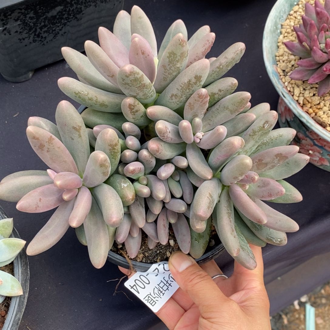 两单包邮1226-4糖果