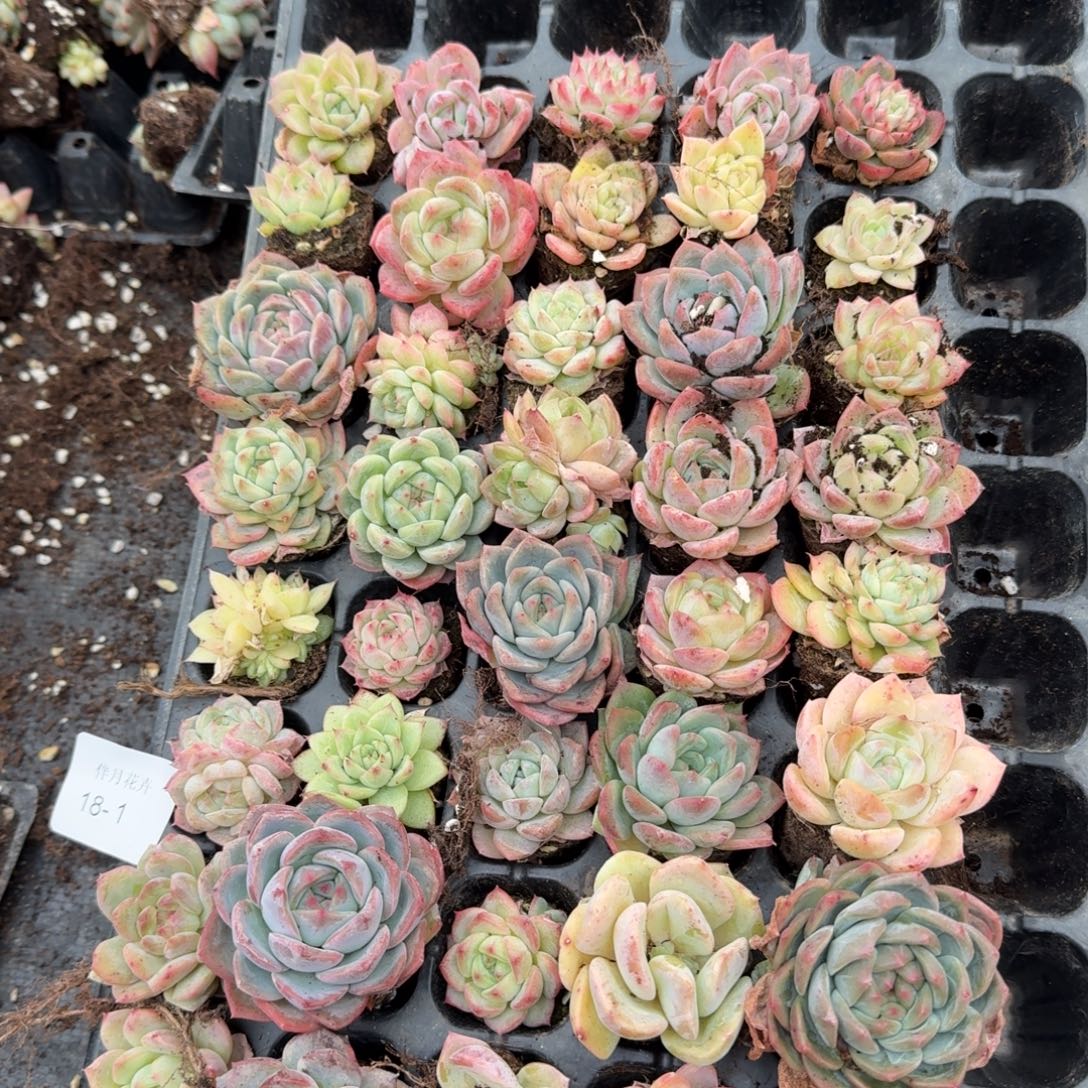 18-1多肉杂交三十颗加二十颗售后左七