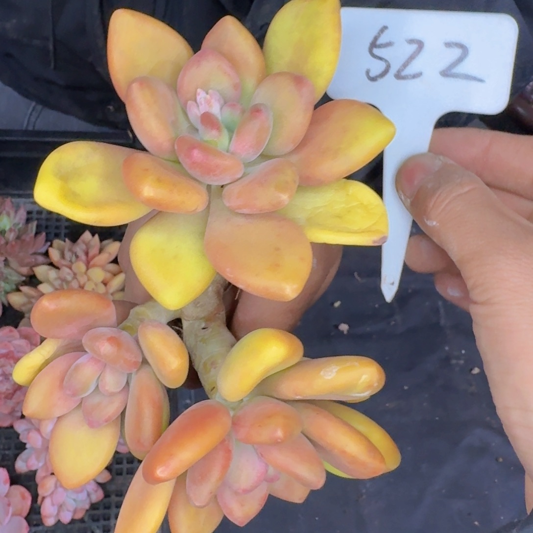 多肉植物的生长发育和生长发育