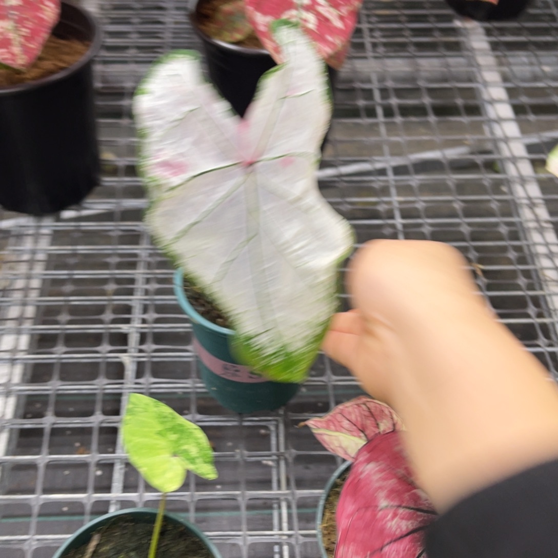 0***0无花朵       450冰沙不包售后