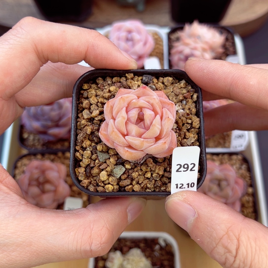 好好看292、哈哈哈哈