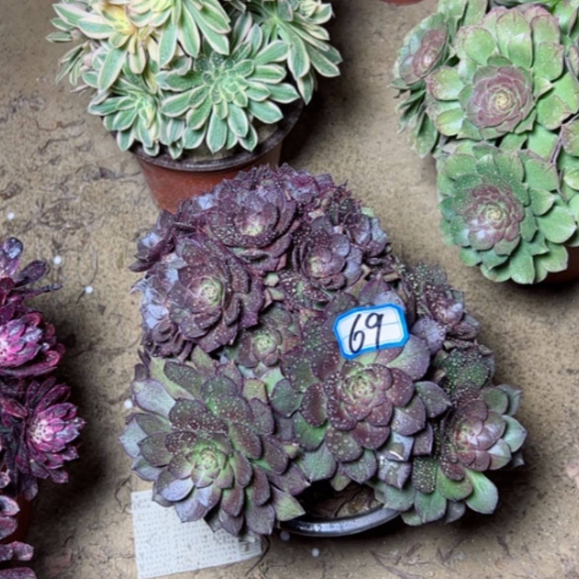 【闪购商品】多肉植物桃花石69