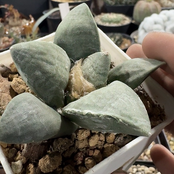 白肌青瓷牡丹实生