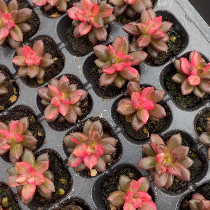 黑美人锦随机发满18包邮