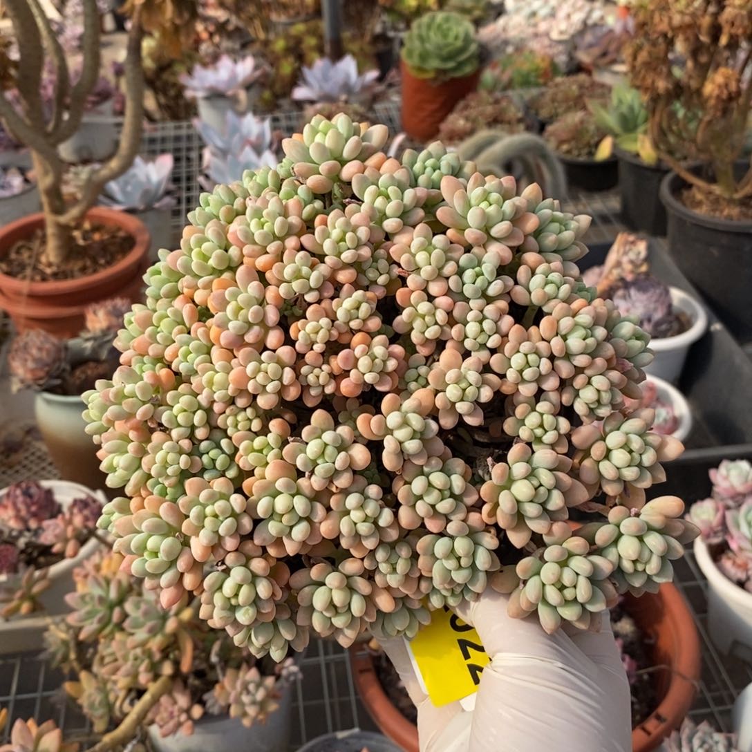 022洛可可一物一拍