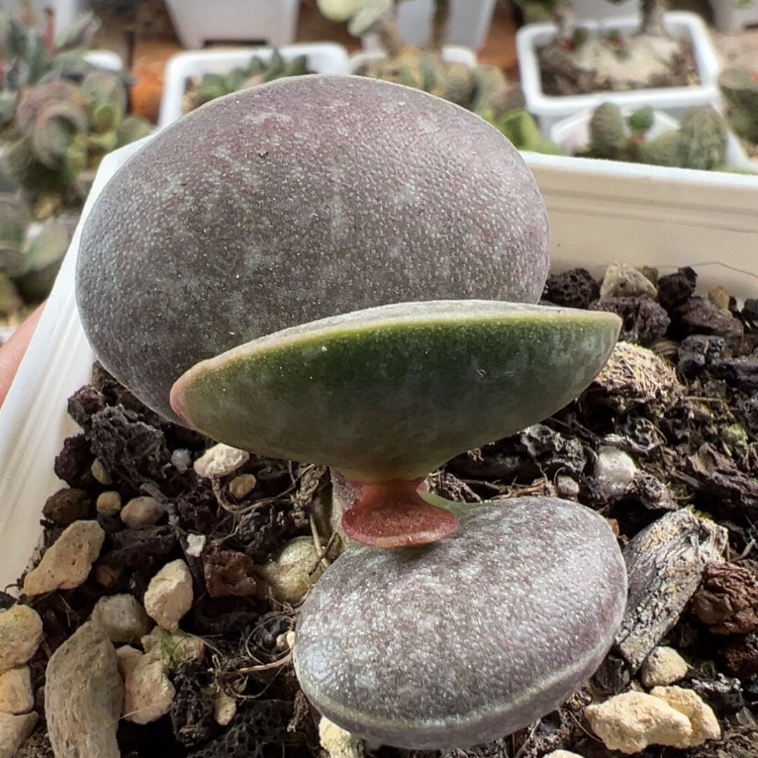 满斑花蛋单头纯木质桩多肉植物