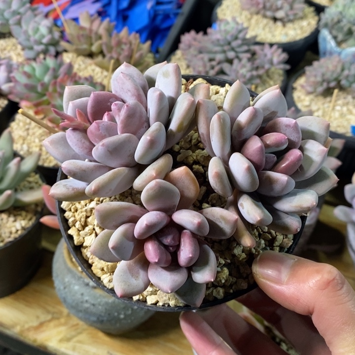 溏心美人系列三头自然群，124664