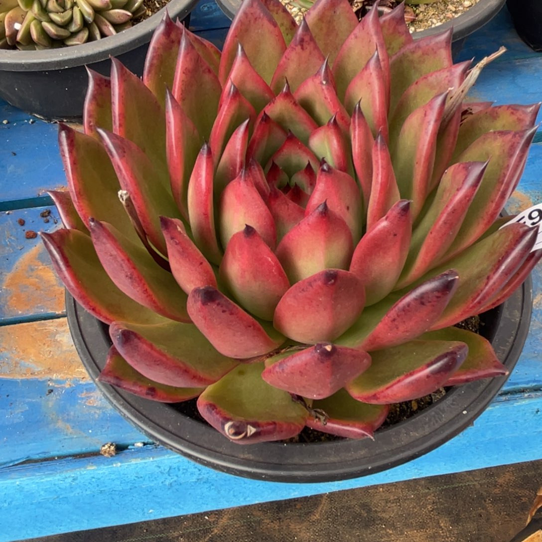 无花朵若如东云组拍E940