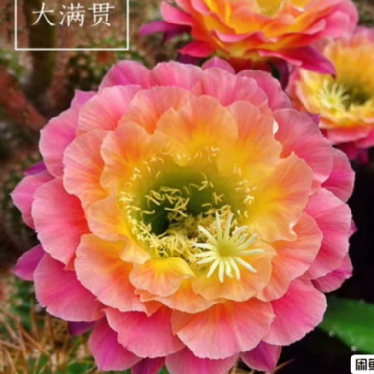 大满贯毛花柱仙人球多肉植物易养