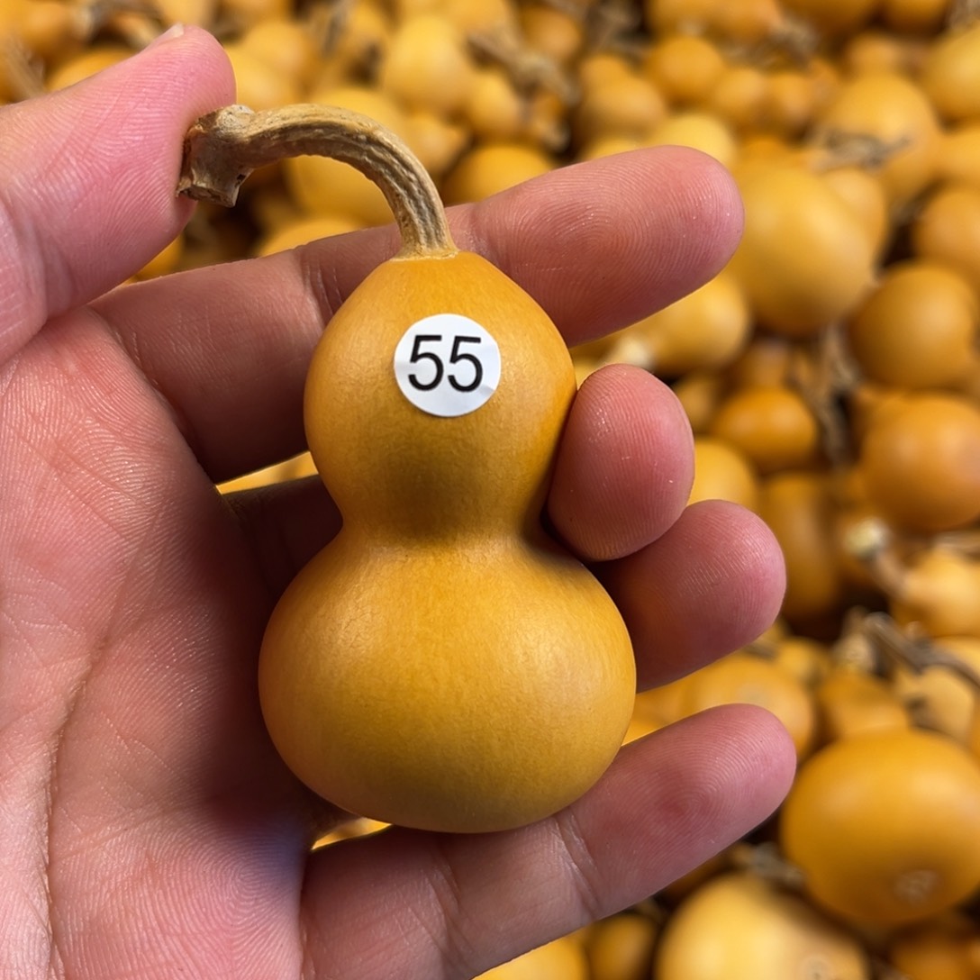 一个葫芦葫芦葫芦葫芦55